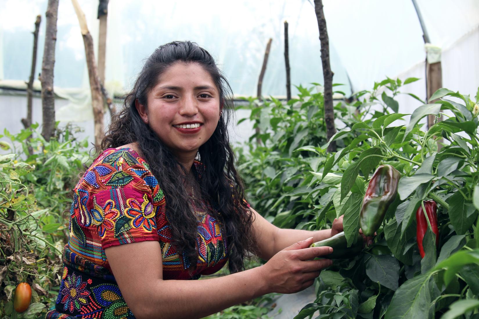 Mujer joven indígenas, agachada muestra su plantación de tomates