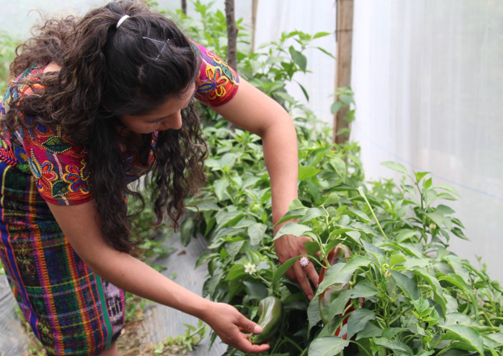 Leyenda: La joven mujer indígena abre las hojas de su plantación para mostrar sus frutos